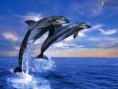 /album/fotogaleria/obrazky-4ever-sk-delfin-more-ocean-slnko-plaz-6999509-jpg1/